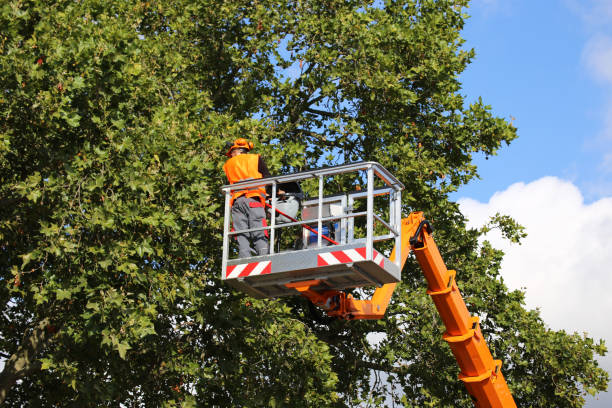 Tree Root Removal in Melrose Park, IL